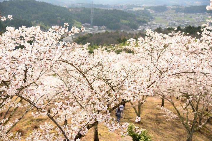 苗木さくら公園