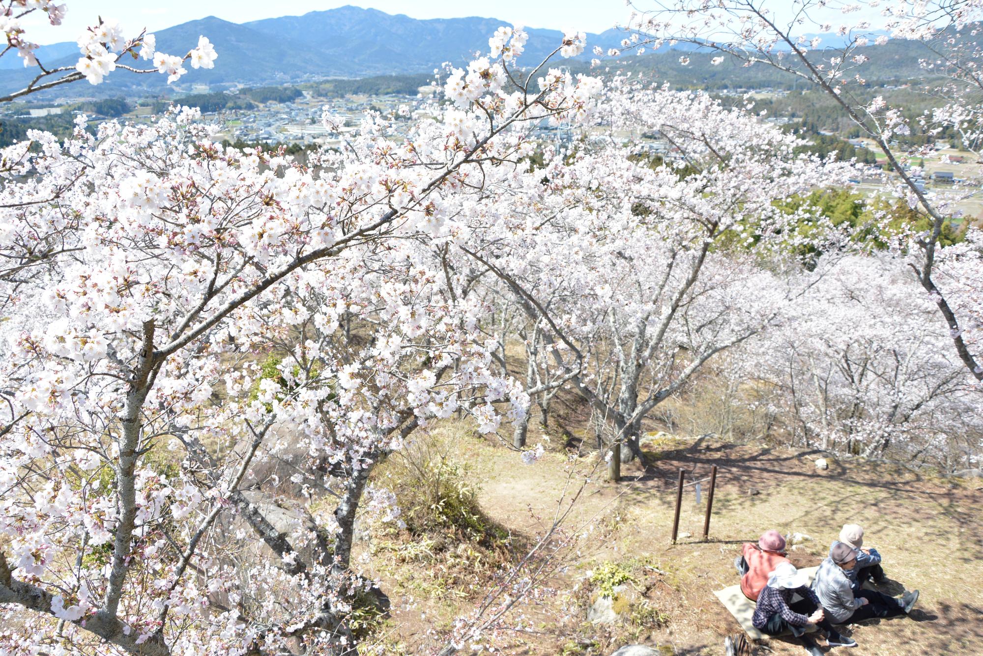 苗木桜公園の桜