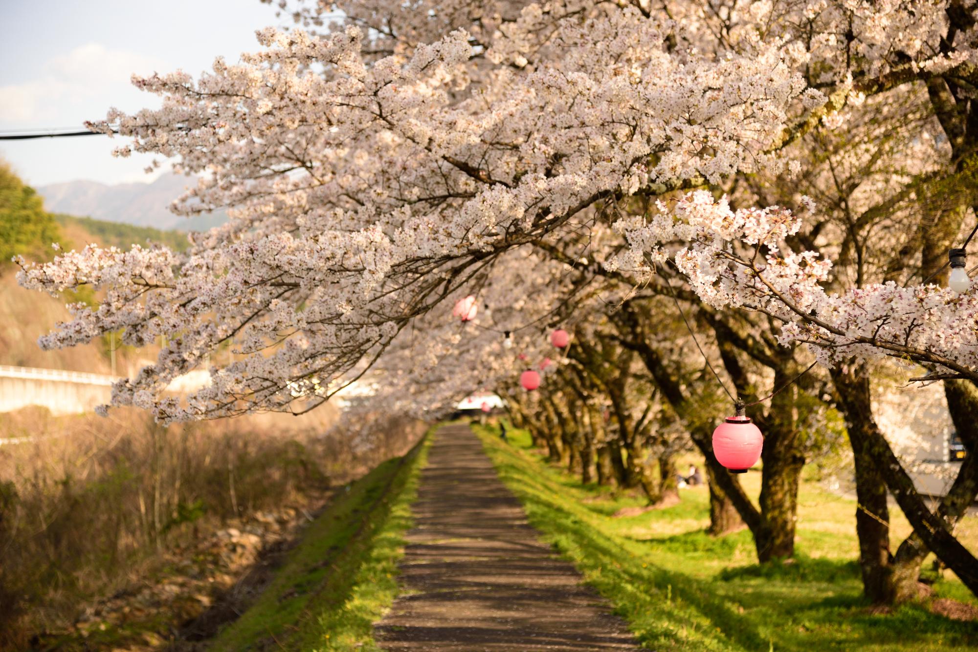 落合川河川敷の桜