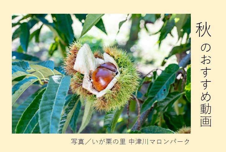 写真＆映像素材集