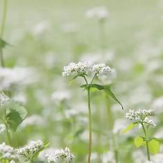 そばの花