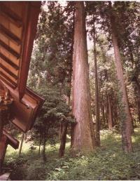 水無神社のスギ