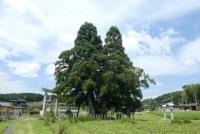 神明神社の大スギ