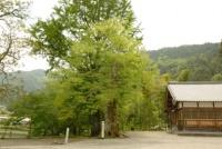 倉屋神社のムクロジ