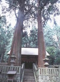 恵那神社の夫婦スギ