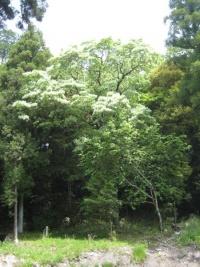 八幡神社のヒトツバタゴ