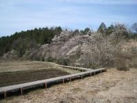 岩屋堂のシデコブシ群生地