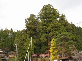 飯沼神明神社の夫婦スギ