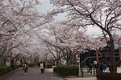 本町公園の桜.JPG