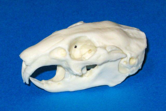 クビワナキウサギ頭骨