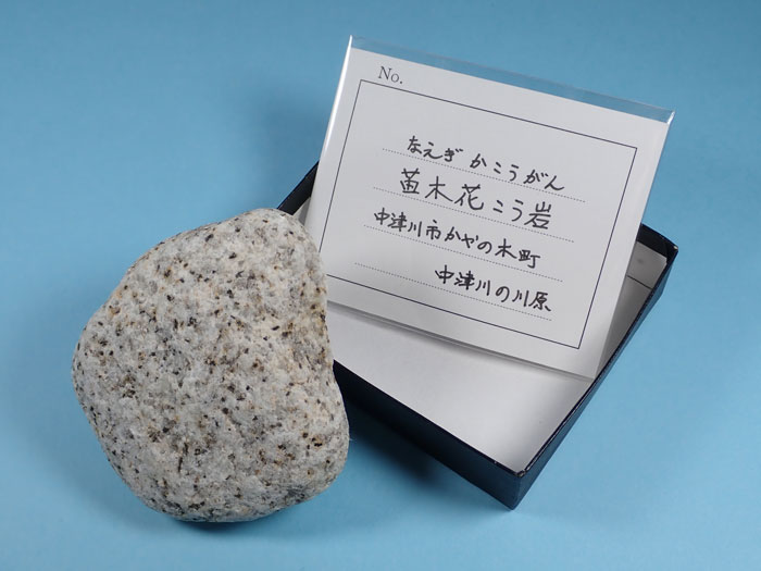 標本づくり見本