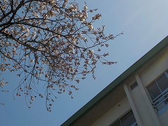 校舎と桜