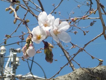 桜