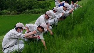 学生が稲の栽培実習をしている様子