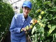 トマトハウスで実ったトマトと学生
