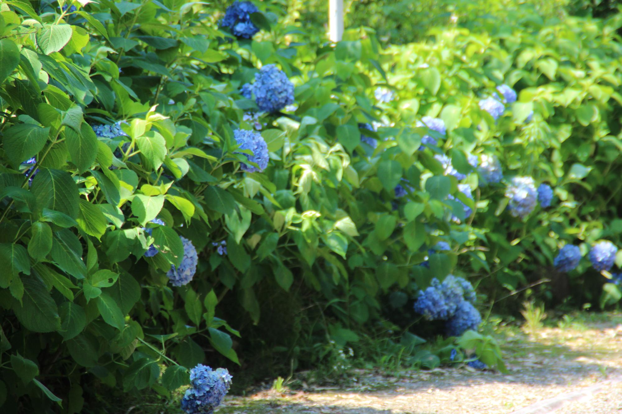 紫陽花の並んだところ