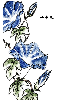 あさがお