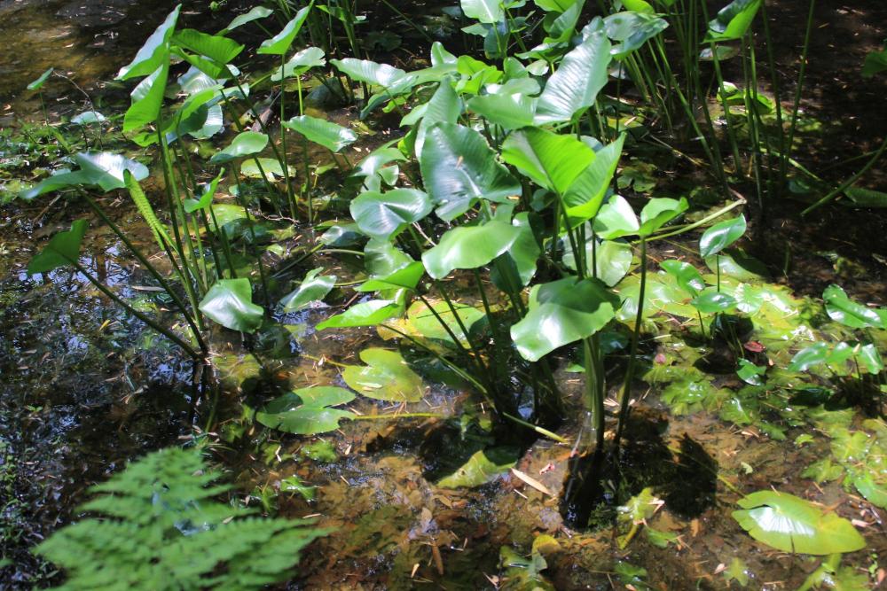 水草