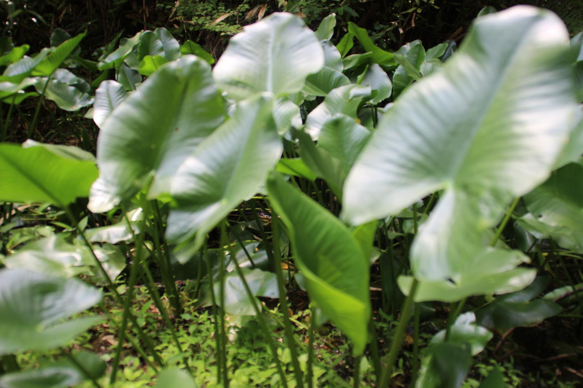 池に生える植物