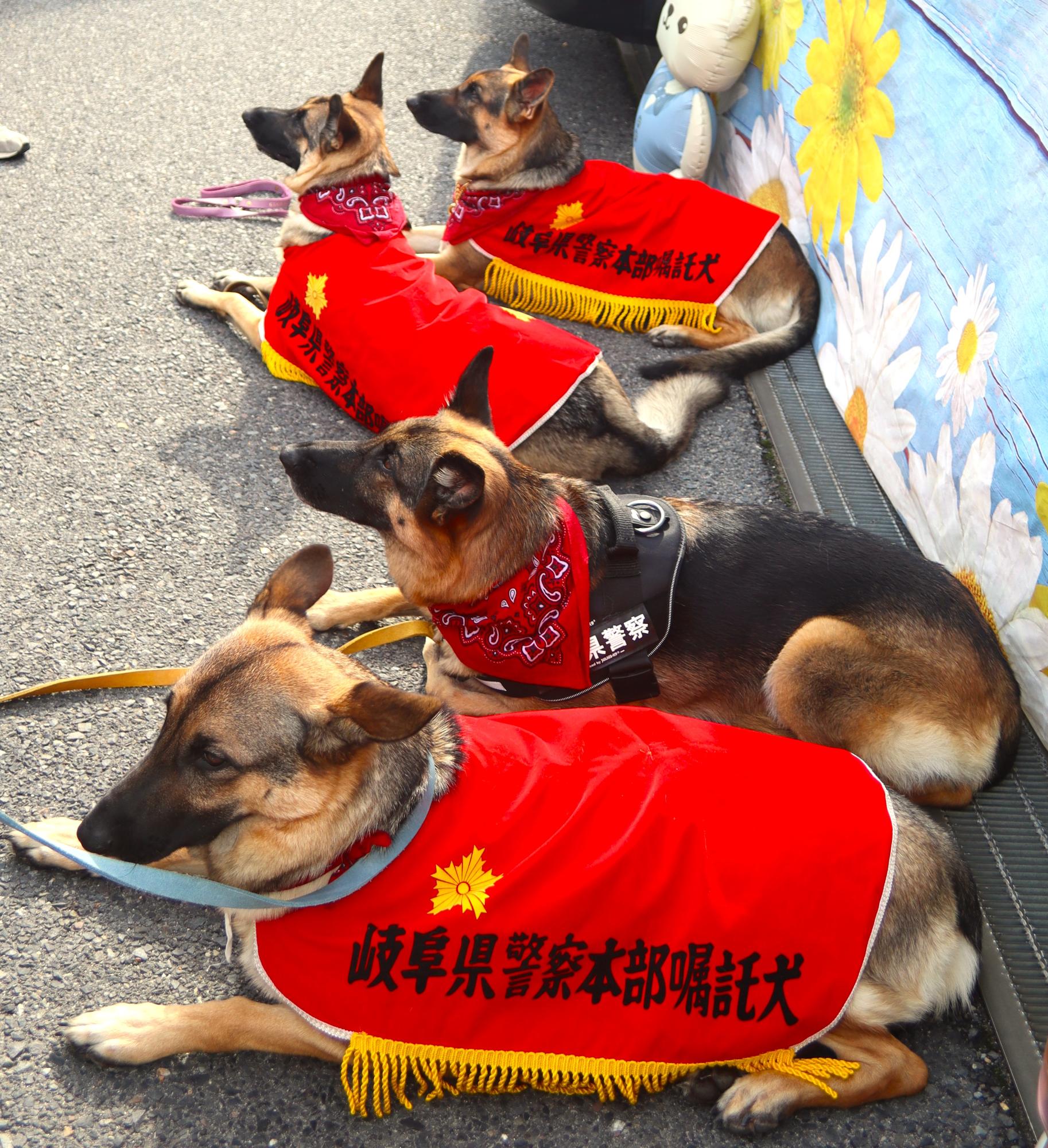 警察犬