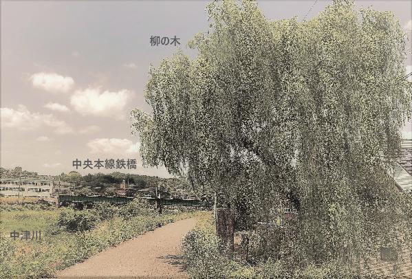 晴れの中津川 柳の木