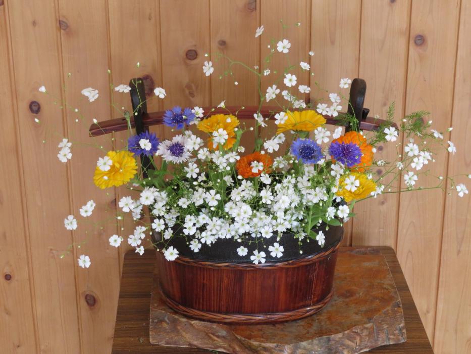 5月13日今週の花