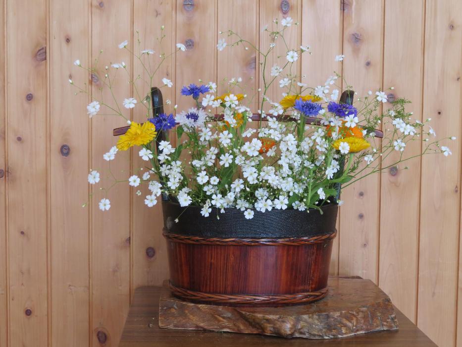 5月13日今週の花