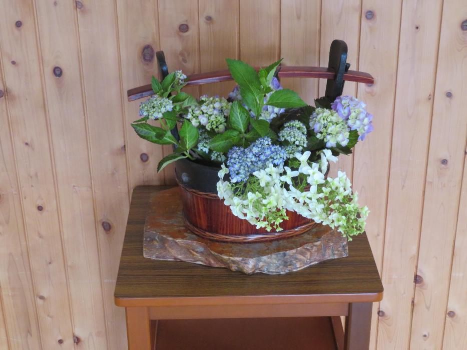 今週の花