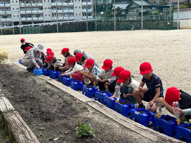 あさがお
